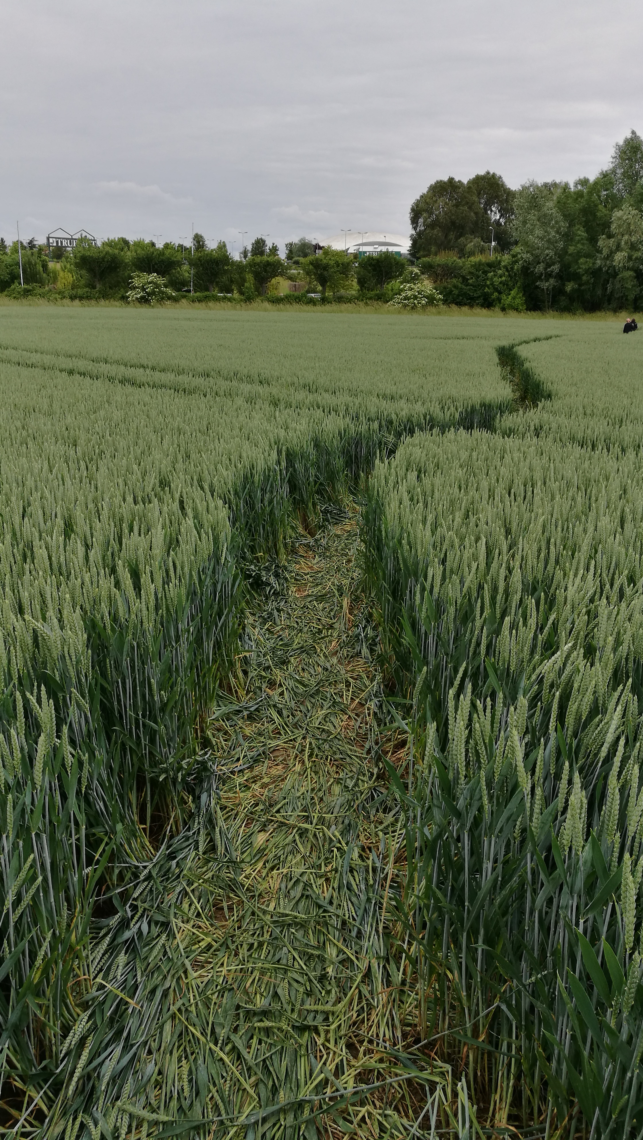 Champ de blé magnifique mais  gros dégats