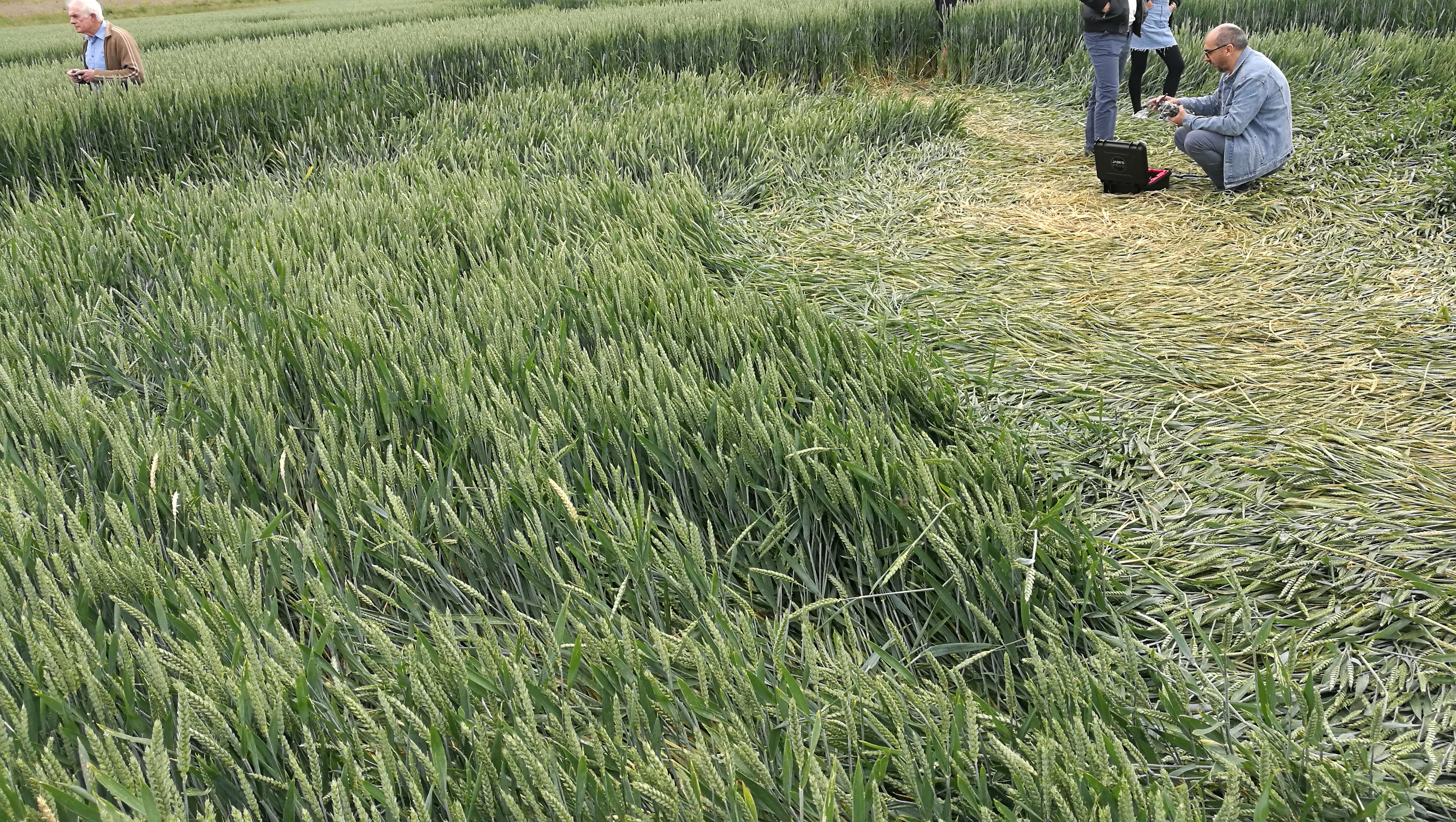 Crop circle