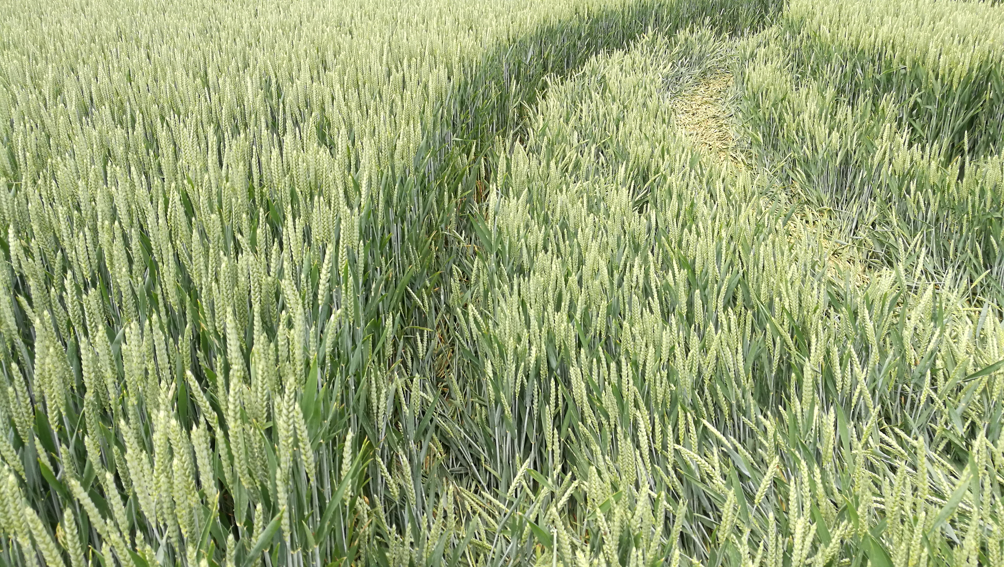 Croissant piétiné sur la droite